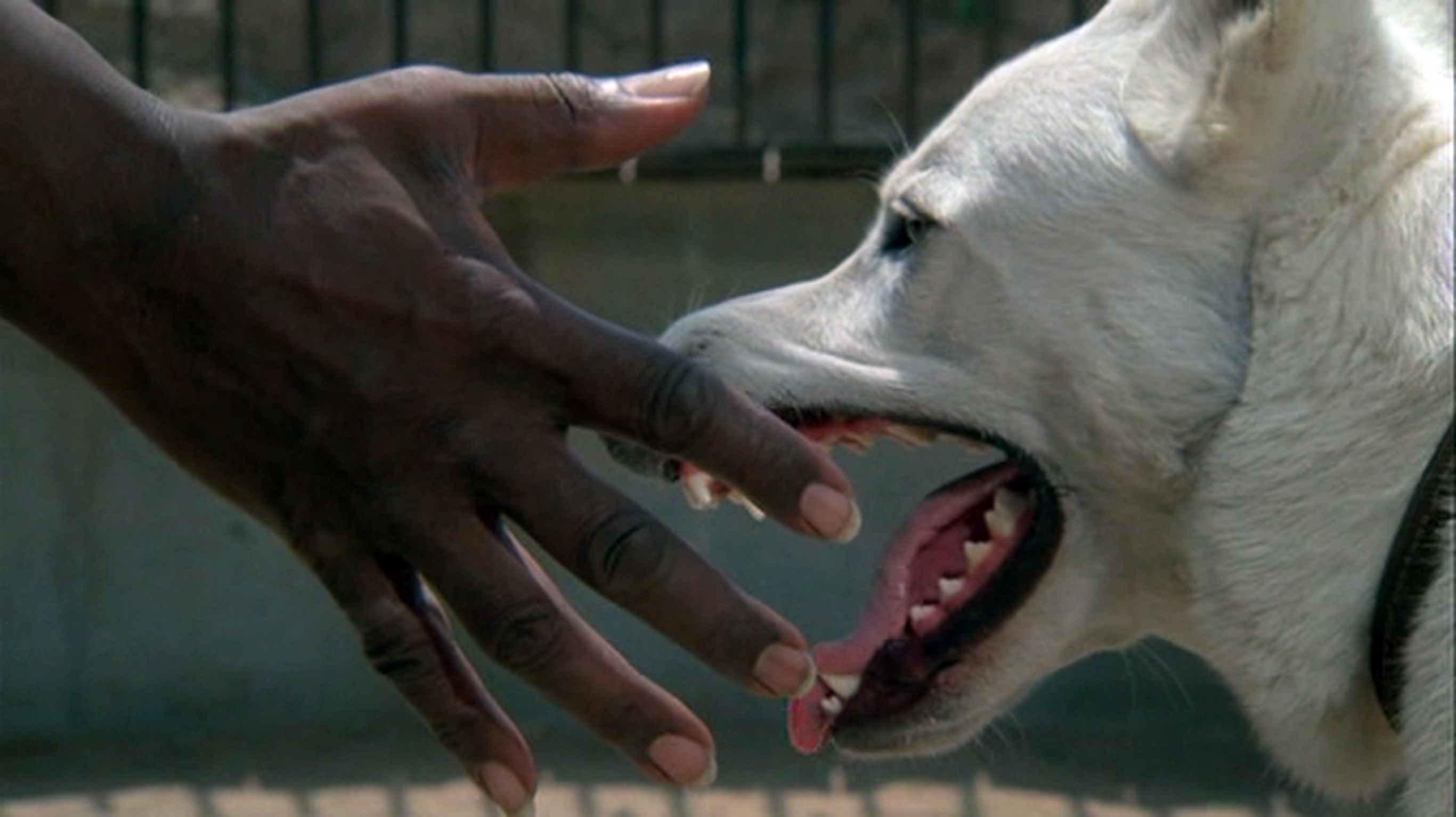 White Dog (1982)